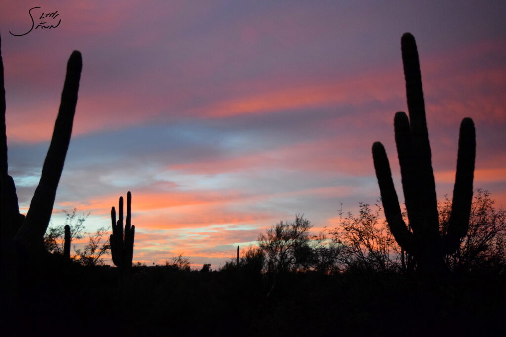 arizona 4