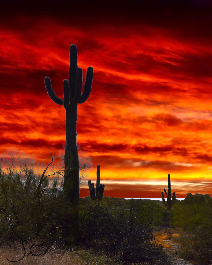 lone cactus