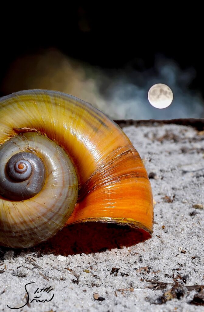snail moon